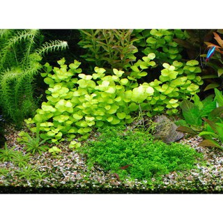 Cây thủy sinh Kim Tiền Thảo