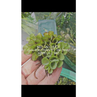 Bèo Tai Chuột-Bèo-Cây Thủy Sinh-Trang Trí Bể Cá- 5-7 Tai 1 Phần