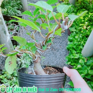 Cây Sung Bonsai