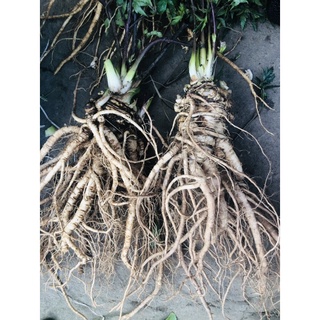 XÂM ĐƯƠNG QUY TƯƠI THƠM PHỨC