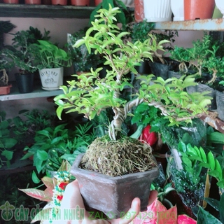 Chậu Mai Chiếu Thuỷ Bonsai
