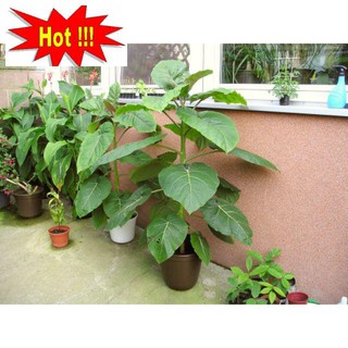 Hạt Giống Cà Chua Thân Gỗ - 10 Hạt