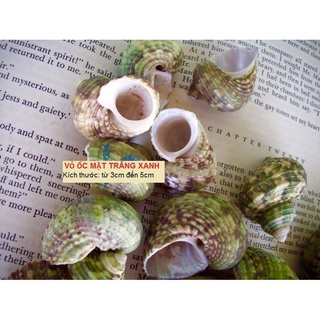 VỎ ỐC CỪ XANH VỎ ỐC MƯỢN HỒN