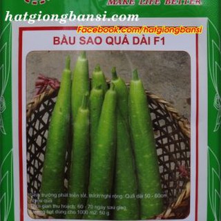 BẦU SAO F1 QUẢ DÀI