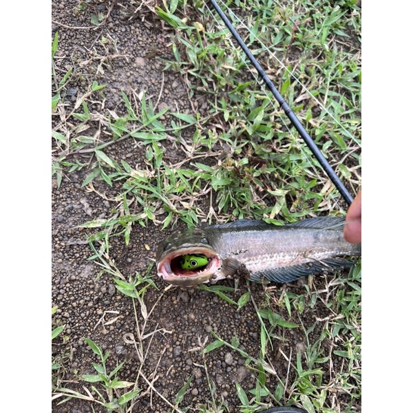 Nhái Hơi Chuột Sóc Mắt Lồi 3,8cm Nặng 7,5gam Lưỡi Thép 1,8li Siêu Bén | Nhái Hơi Siêu Rẻ Chất Lượng