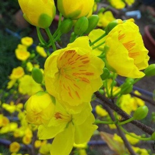 Hoa mai Phú Quý_cây ghép 2 mùa