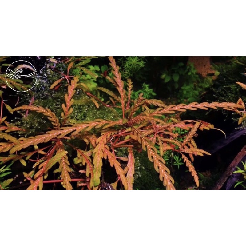 Hygrophila Pinnatifida - Cây Liễu Đỏ Răng Cưa - Cây Thuỷ Sinh Cắt Cắm