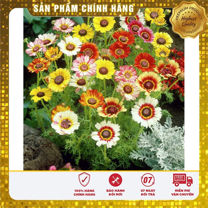 Hạt giống hoa cúc chi mix nhiều màu - 100 hạt