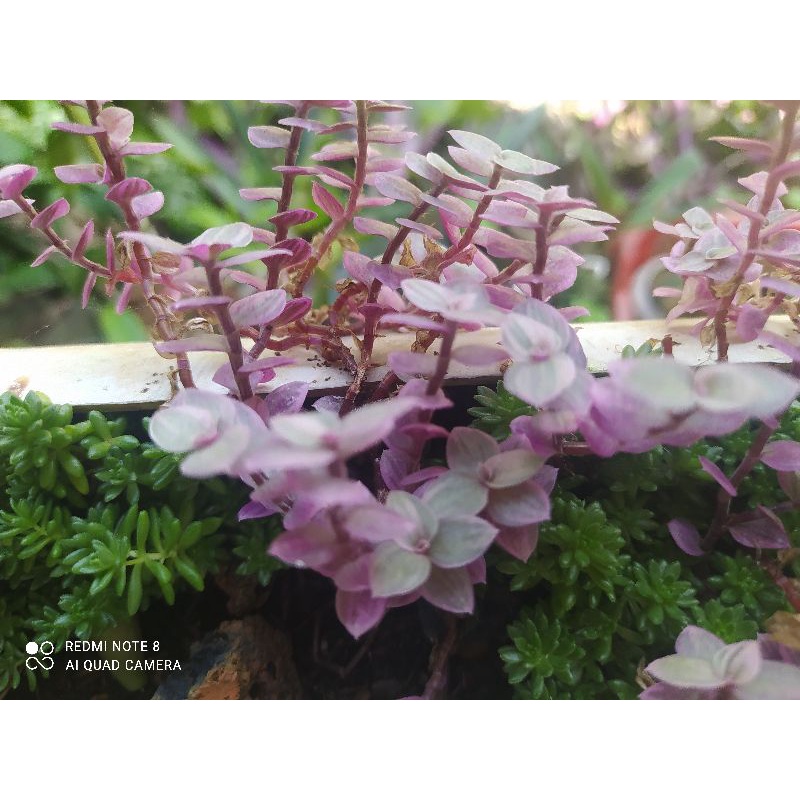 Cây thài lài pink lady