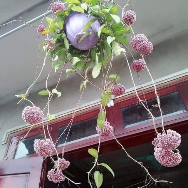 Lan cẩm cù