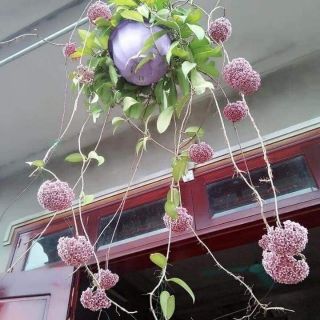 Lan cẩm cù