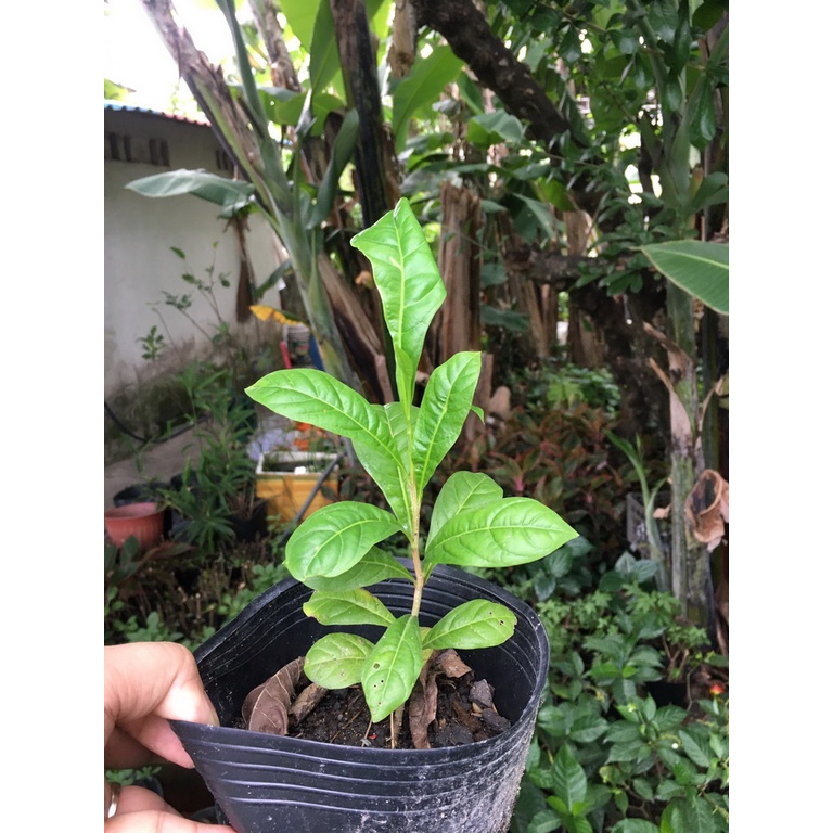 Cây đào tiên con