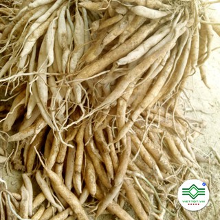 Củ Bách Bộ khô 1kg - T104