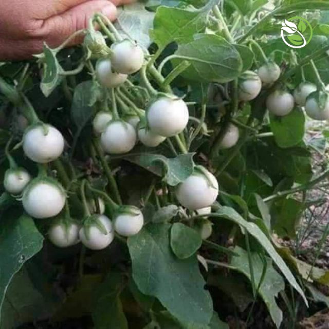 Hạt Giống Cà Pháo Trắng Cao Sản Phú Nông - Gói 0.5g - F1 Small White Eggplant PHU ...