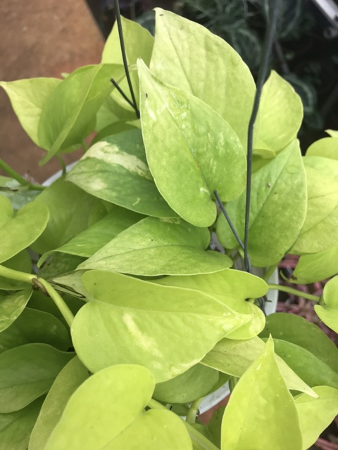 Trầu bà Thái - Neon Pothos