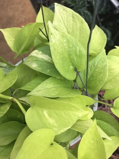 Chậu treo Trầu bà Thái - Neon Pothos