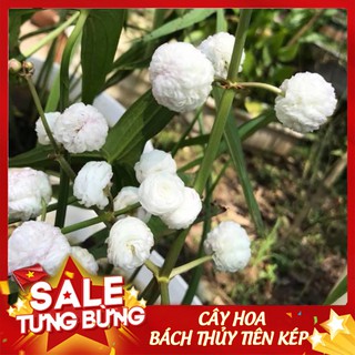 Bách thủy tiên kép ⚡SIÊU ĐẸP⚡ cây hoa phong thủy - hoa như những cục bông tròn