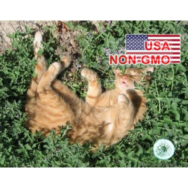 50h Hạt Giống Catnip / Cỏ Mèo (B3.202| C26*X33)