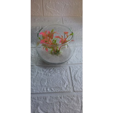 Chậu Thủy Tinh Nuôi Ốc Mượn Hồn Tặng Cát+Cây Ngẫu Nhiên