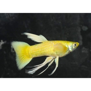 Combo 1 cặp FULL GOLD RIBBON
