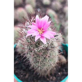 Xương rồng Mammillaria Swinglei