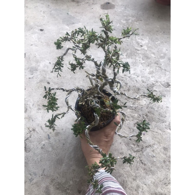 Caykiengsadec - cây linh sam mini uốn sẵn+ tặng phân bón