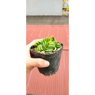 Haworthia truncata