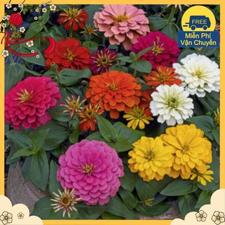 Hạt Giống Cúc Nhi Nha