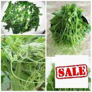 Gói 20 hạt giống bí siêu ngọn sale