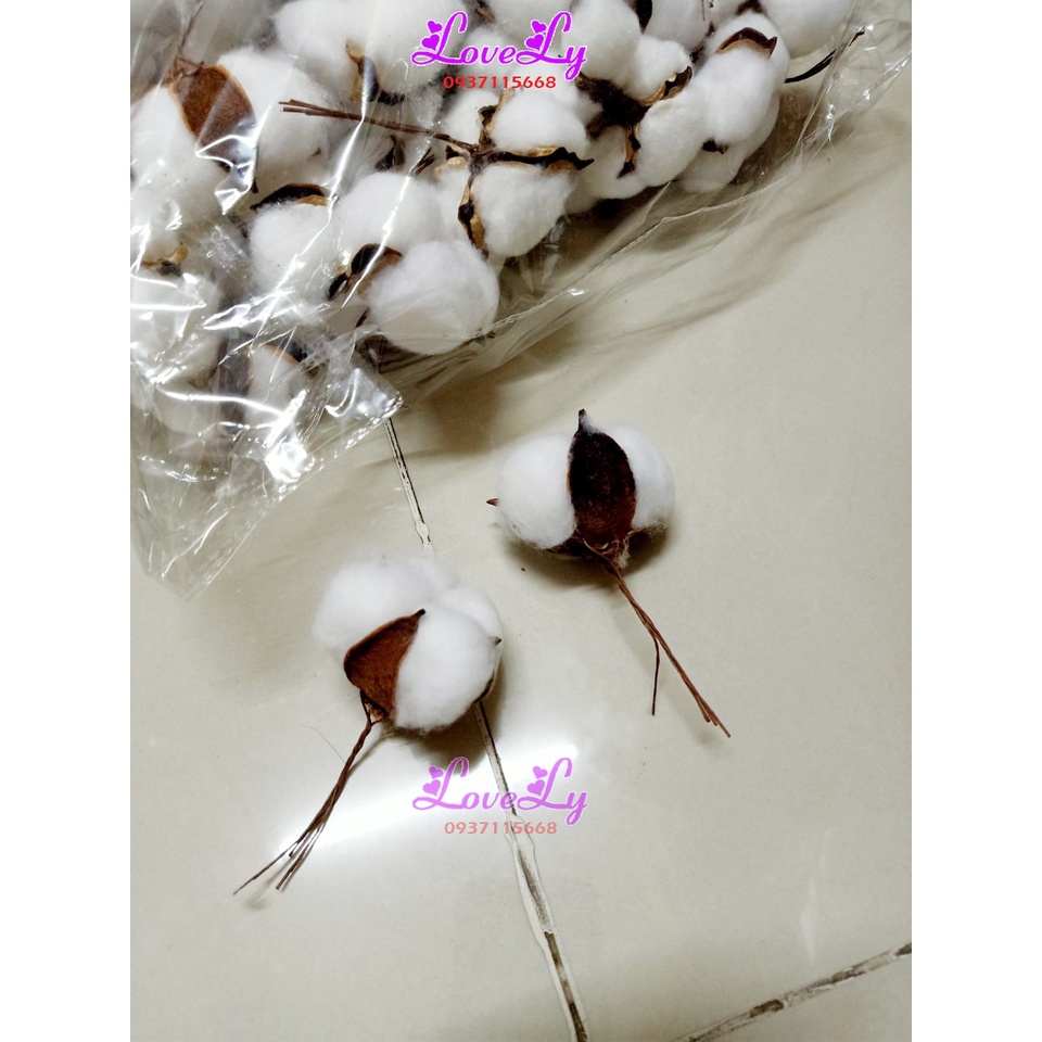 Hoa bông gòn khô hoa cotton 1 bông trang trí decor nhà siêu dễ thương