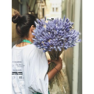 Decor - Cỏ đuôi thỏ (bó 50 cành)