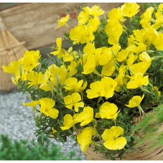 Hạt giống hoa Anh thảo vàng