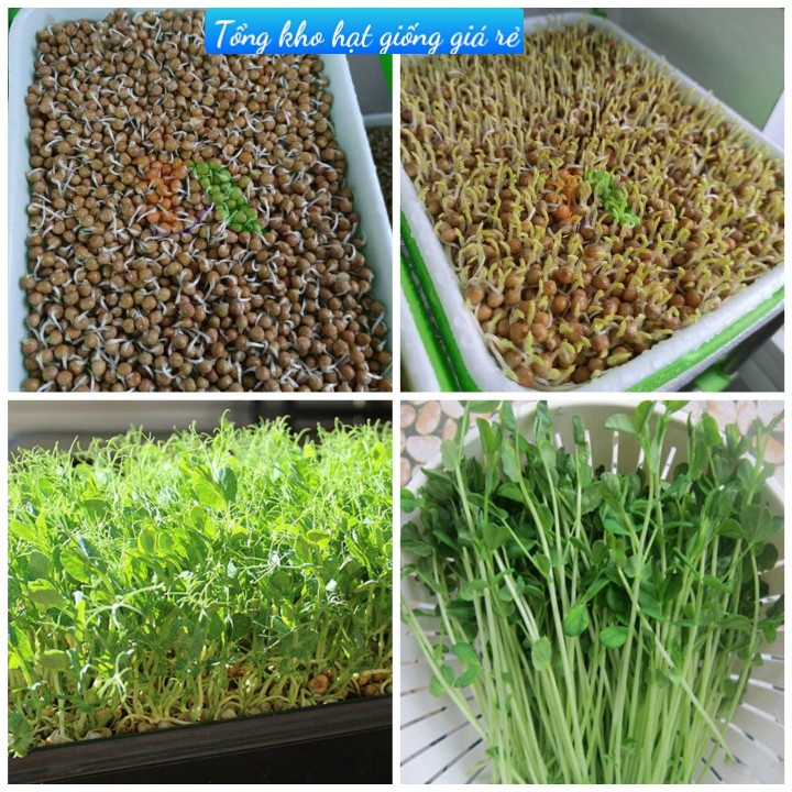(Gói 20g )Hạt giống mầm đậu hà lan dễ trồng kháng bệnh tốt năng suất cao-Tổng kho hạt giống giá rẻ