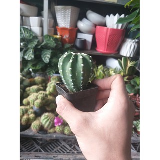 sương rồng mini cực cute tự chọn