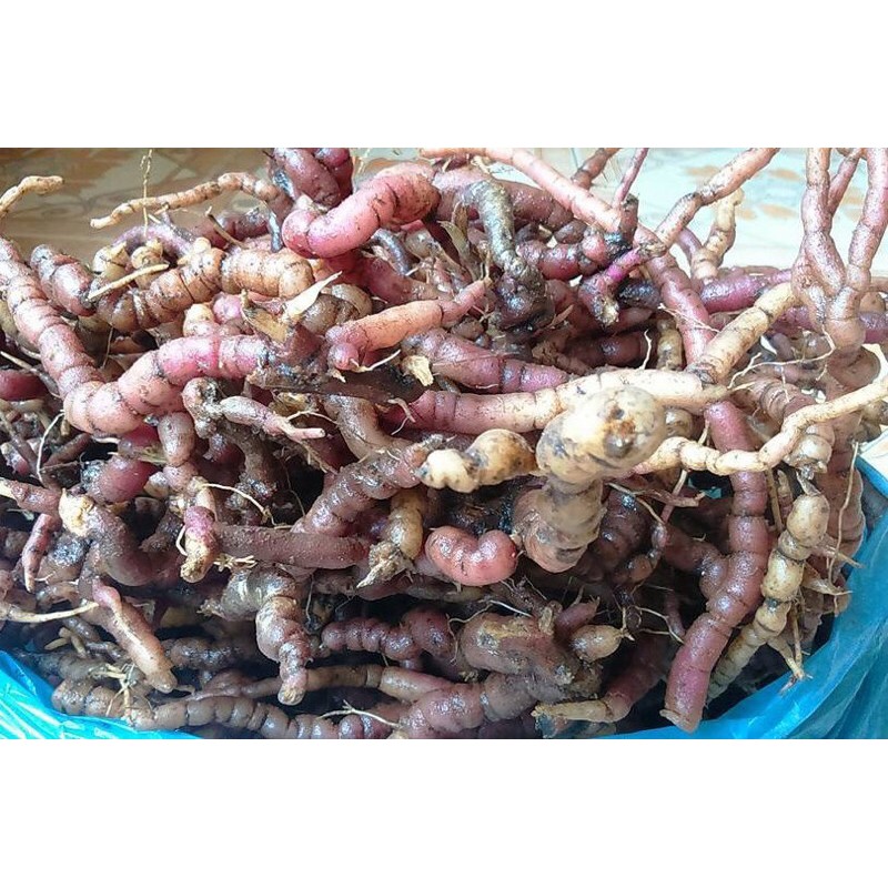 ĐẶC SẢN | Ba Kích | Ba Kích Tím | Gói 500gram | Hàng Mới | BigBuy360 - bigbuy360.vn