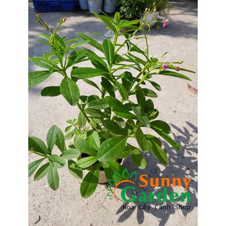 Cây Sâm Đất ( Thổ Sâm)