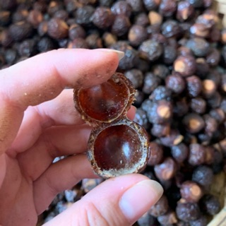 Bồ hòn hàng thiên nhiên
