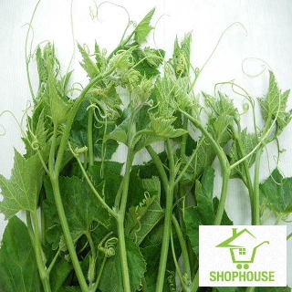 shophouse 20 Hạt giống bí siêu ngọn cao sản giống lai F1  SHOP HOUSE  TẾT KHUYẾN MẠI