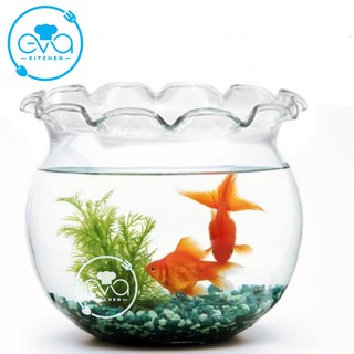 Hồ Cá Bể Cá Có Miệng Bèo Thuỷ Tinh Miệng Bèo B2 24 x 21  Cm Tặng Kèm Sỏi Và Rong Trang Trí