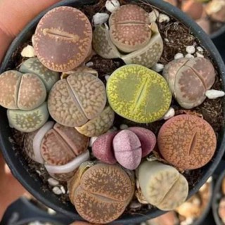 Sen mông - thạch lan giá sỉ