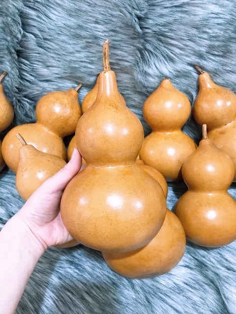 Bầu Hồ Lô cầu con Đại Hải Thuỷ