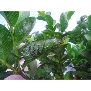Thuốc trừ rầy rệp ARMADA (16ml)