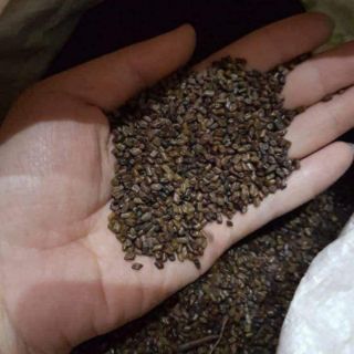 Combo 2kg hạt muồng muồng (hạt chơi trò xúc cát) cho bé
