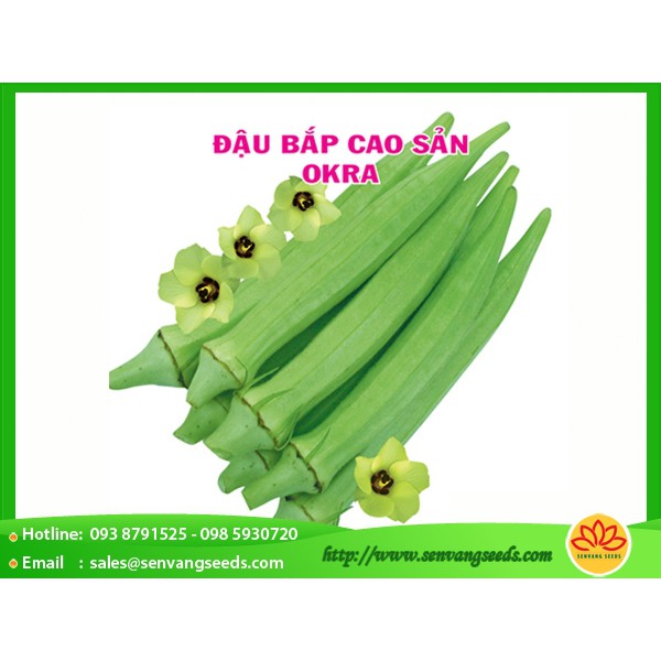 Freeship 99k TQ_hạt giống đậu bắp