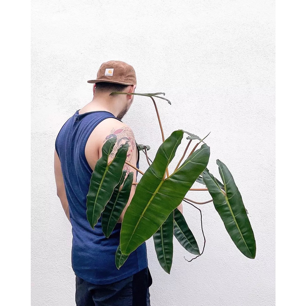 Hồng Hạc Cam Philodendron Billietiae Khoẻ, Hạc cam Philodendron Billietiae
