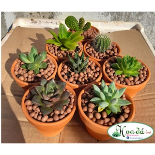Combo chậu nung nhỏ 7x6x4cm và sen đá/ xương rồng nhỏ ngẫu nhiên Hoa Đá BMT