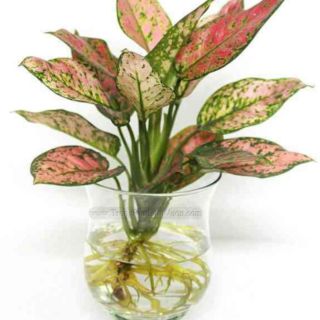 Cây vạn lộc