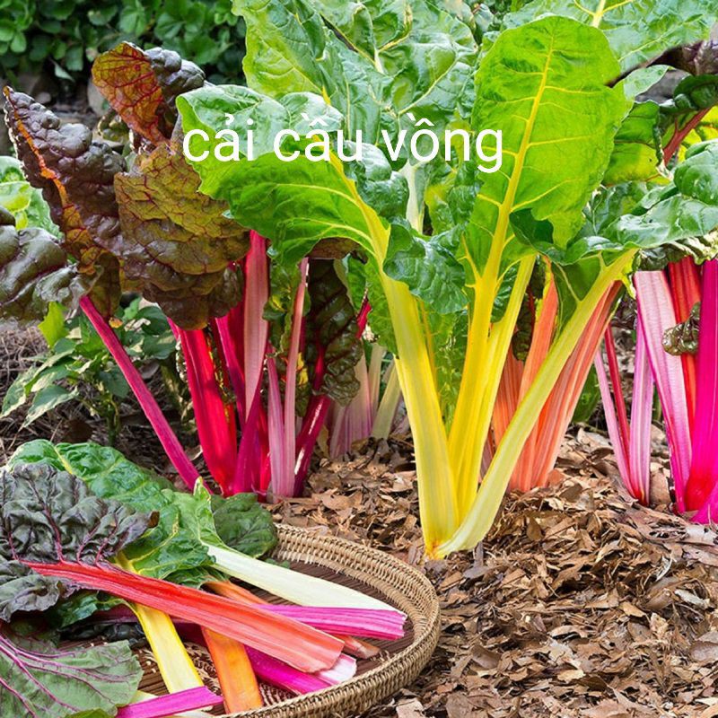 hạt giống cải cầu vồng