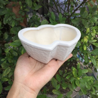 Chậu sứ trồng sen đá hình tim đôi