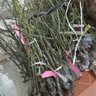 Bầu hồng ngoại (trồng từ cành chiết)